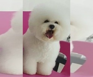 Father of the Bichon Frise puppies born on 02/26/2019
