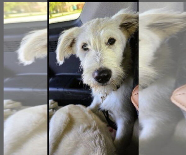 Medium Photo #2 Golden Retriever-Unknown Mix Puppy For Sale in Mt. Laurel, NJ, USA