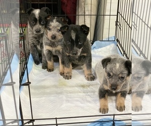 Australian Cattle Dog Puppy for sale in SAN DIEGO, CA, USA