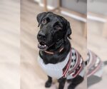 Small Photo #5 Labrador Retriever-Unknown Mix Puppy For Sale in Boston, MA, USA