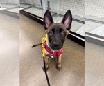 Small #6 German Shepherd Dog