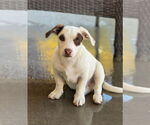 Small #3 American Staffordshire Terrier Mix