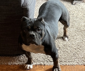 Mother of the American Bully puppies born on 12/07/2022
