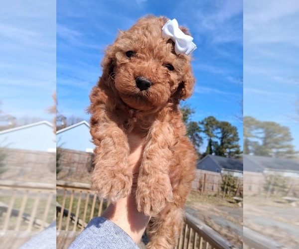 Medium Photo #117 Goldendoodle (Miniature) Puppy For Sale in GASTONIA, NC, USA
