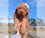 Small Photo #117 Goldendoodle (Miniature) Puppy For Sale in GASTONIA, NC, USA