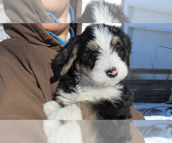 Medium Photo #3 Bernedoodle Puppy For Sale in BIG ROCK, IL, USA