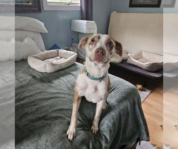 Medium Photo #5 Catahoula Leopard Dog-Unknown Mix Puppy For Sale in Woodbury, NY, USA