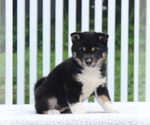 Shiba Inu Puppy for sale in HONEY BROOK, PA, USA