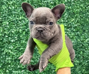 French Bulldog Puppy for sale in MOREHEAD CITY, NC, USA