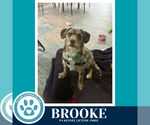 Small #5 Dachshund Mix