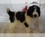 Small Photo #9 Poodle (Standard) Puppy For Sale in INDEPENDENCE, MO, USA