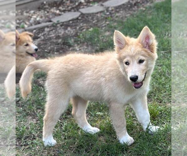 Medium Photo #2 Huskies -Unknown Mix Puppy For Sale in Yardley, PA, USA