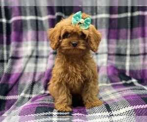 Cavapoo Puppy for sale in LAKELAND, FL, USA