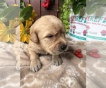 Small #1 Golden Retriever