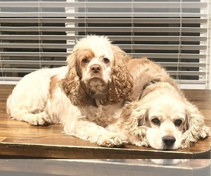 Mother of the English Cocker Spaniel puppies born on 12/07/2024