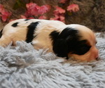 Small Photo #12 Cavalier King Charles Spaniel Puppy For Sale in SCOTTVILLE, MI, USA