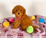 Small Photo #1 Goldendoodle (Miniature) Puppy For Sale in BREA, CA, USA