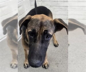 German Shepherd Dog Dogs for adoption in San Bernardino, CA, USA
