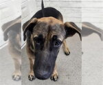 NORMAN - Male German Shepherd Dog Dog for Adoption - Small photo