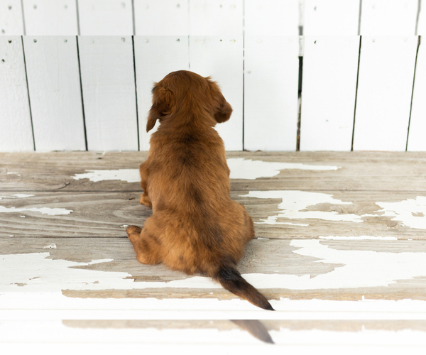 Medium Photo #5 Dachshund Puppy For Sale in BREMEN, IN, USA