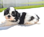Small #4 Shih Tzu