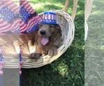 Small Photo #4 Goldendoodle Puppy For Sale in WARRENTON, MO, USA