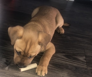 American Bulldog-Labrador Retriever Mix Puppy for sale in FORT WORTH, TX, USA