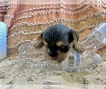 Small #5 Morkie