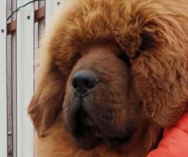 Medium Photo #1 Tibetan Mastiff Puppy For Sale in Moscow, Moscow, Russia