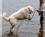 Small Photo #6 Great Pyrenees Puppy For Sale in Bend, OR, USA