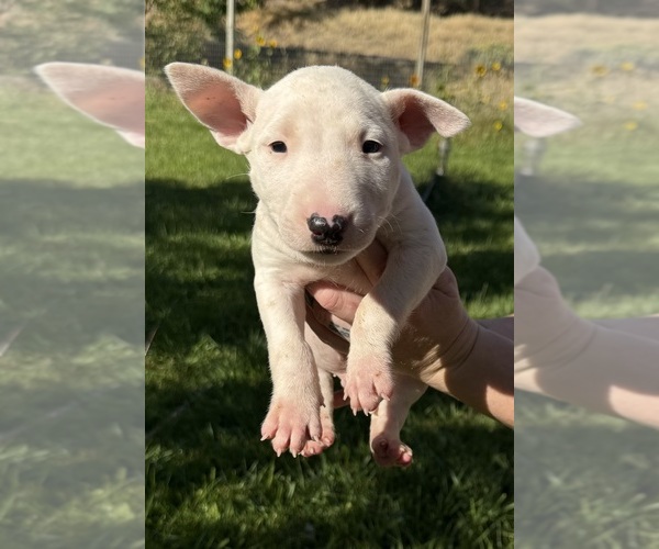 Medium Photo #9 Bull Terrier Puppy For Sale in RICHLAND, OR, USA
