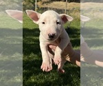 Small #8 Bull Terrier