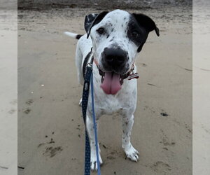 Sporty - Male Pointer-Unknown Mix Dog for Adoption - Photo #2