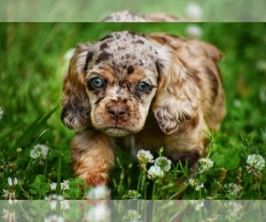 Cocker Spaniel Puppy for sale in BAKERSFIELD, MO, USA