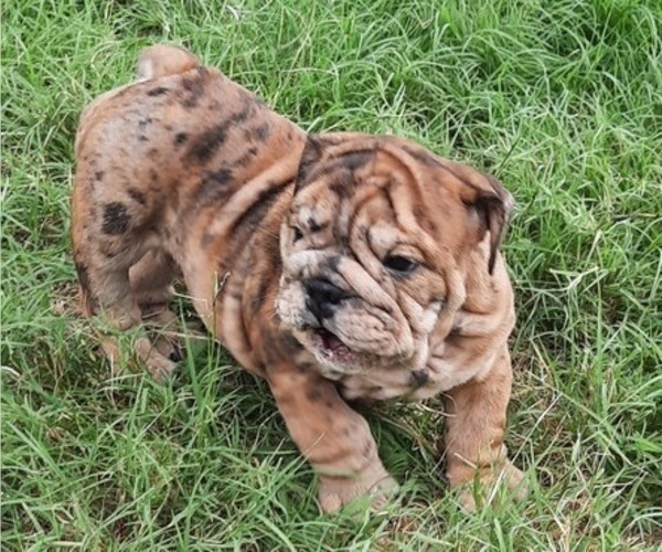 Medium Photo #11 Bulldog Puppy For Sale in GREEN FOREST, AR, USA