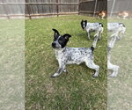 Small Photo #2 Mutt Puppy For Sale in Great Bend, KS, USA