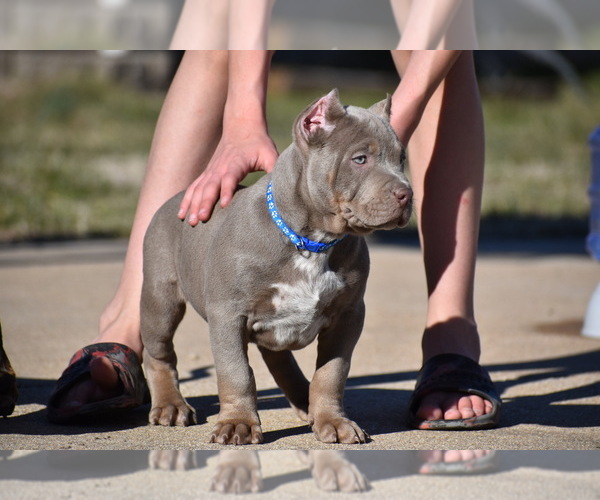 Medium Photo #2 American Bully Puppy For Sale in BOLIVAR, MO, USA