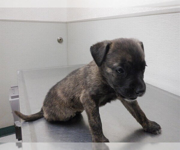 Medium Photo #1 Mutt Puppy For Sale in Oroville, CA, USA