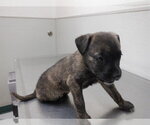 Small Mutt