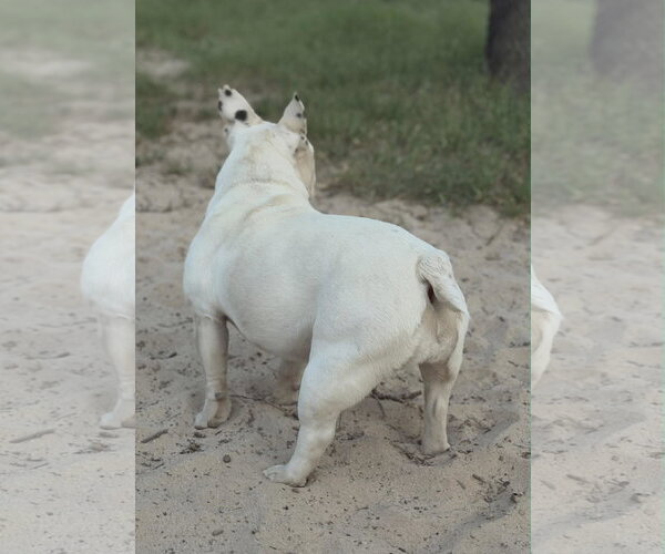 Medium Photo #2 French Bulldog-Unknown Mix Puppy For Sale in PIPE CREEK, TX, USA