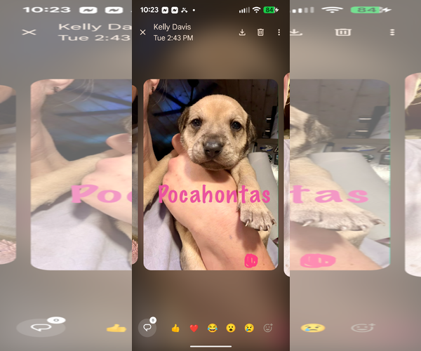 Medium Photo #1 German Shepherd Dog-Unknown Mix Puppy For Sale in columbia, SC, USA