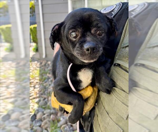 Medium Photo #1 Chihuahua Puppy For Sale in Woodland, CA, USA