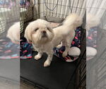 Small #1 Lhasa Apso