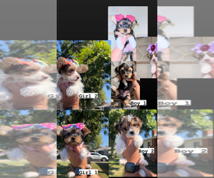 Biewer Terrier Puppy for sale in FRESNO, CA, USA