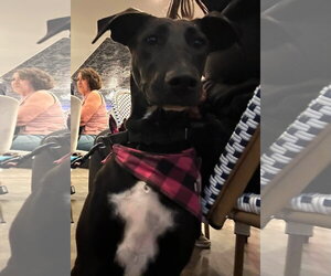 Everest (female) - Female Labrador Retriever-Unknown Mix Dog for Adoption - Photo #9