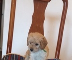 Small #2 Poodle (Miniature)
