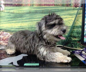 Mutt Dogs for adoption in Moreno Valley, CA, USA