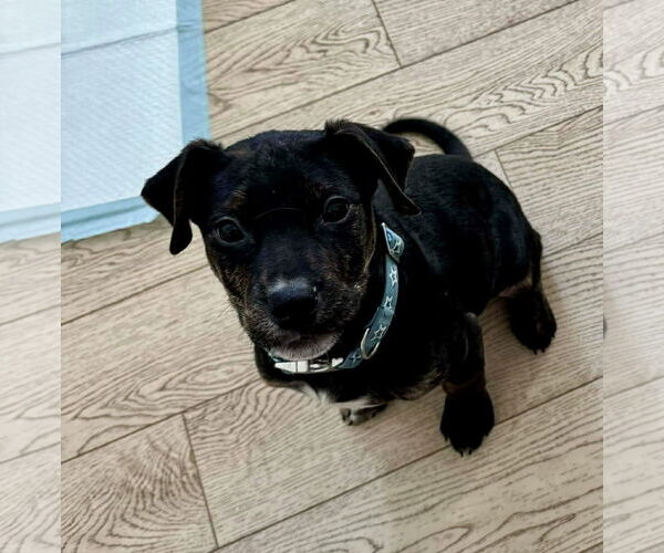 Medium Photo #8 English Mastweiler Puppy For Sale in Oro Medonte, Ontario, Canada