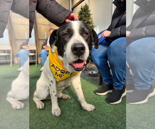 Medium Photo #2 Great Pyrenees-Unknown Mix Puppy For Sale in Woodbury, NY, USA