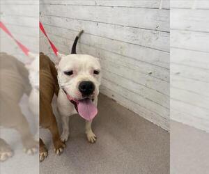 Medium American Pit Bull Terrier